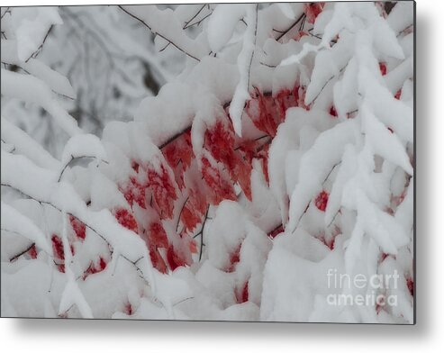 Red Metal Print featuring the photograph Red peeking through the snow by Dan Friend