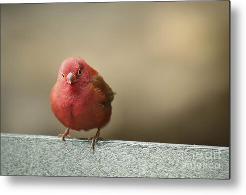 Red-billed Fire Finch Metal Print featuring the photograph Red Peep by Heidi Farmer