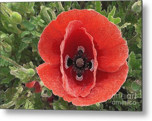 Art Metal Print featuring the photograph Red Poppy Flower 2 by Jean Bernard Roussilhe