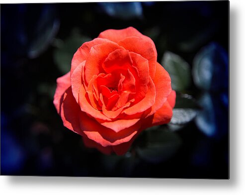 Rose Metal Print featuring the photograph Red Rose Art by Milena Ilieva