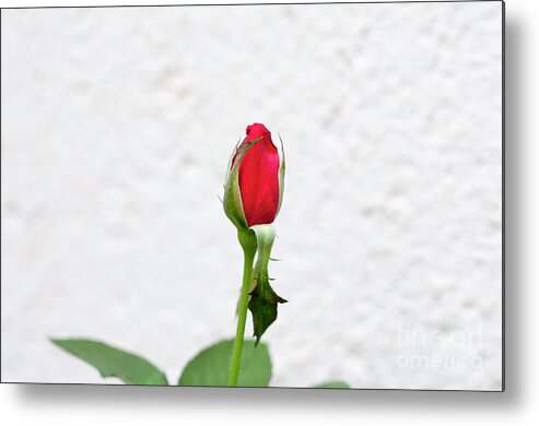 Flower Metal Print featuring the photograph Red rose in a garden by Ilan Rosen