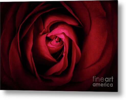 Rose Metal Print featuring the photograph Red Rose by Jane Rix
