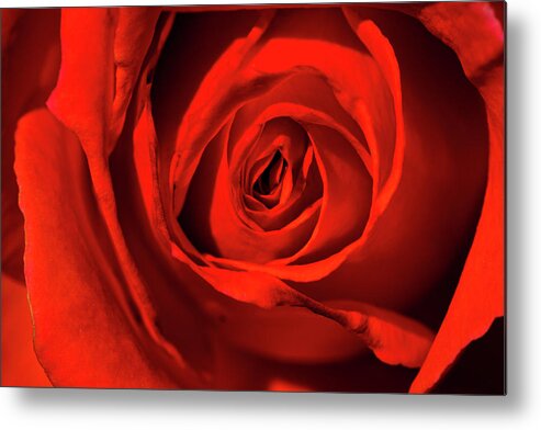 Jay Stockhaus Metal Print featuring the photograph Red Rose by Jay Stockhaus