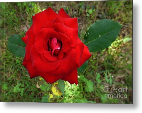 Ambiance Metal Print featuring the photograph Red Rose by Jean Bernard Roussilhe