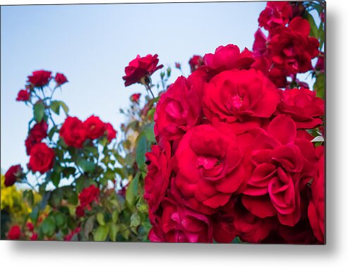 Red Metal Print featuring the photograph Red Rose Perfection by Weir Here And There