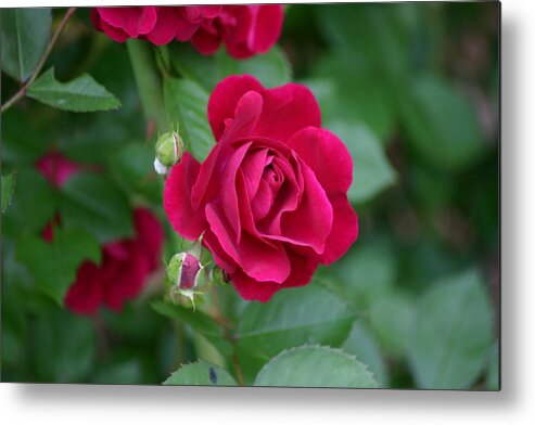 Flower Metal Print featuring the photograph Red Rose by Robert E Alter Reflections of Infinity