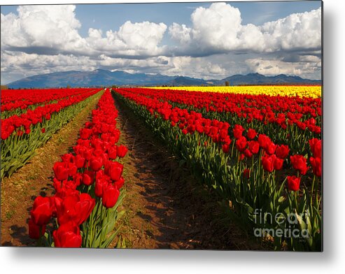 Washington Metal Print featuring the photograph Red Rows by Beve Brown-Clark Photography