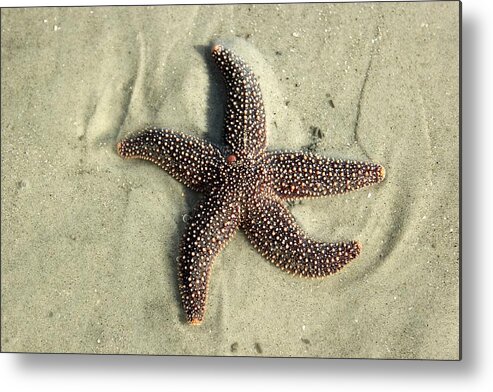 Red Starfish Metal Print featuring the photograph Red Sea Star by Leigh Meredith