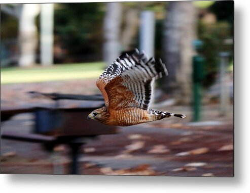 Red-shouldered Hawk Metal Print featuring the photograph Red-Shouldered Hawk Flying By by Christy Pooschke
