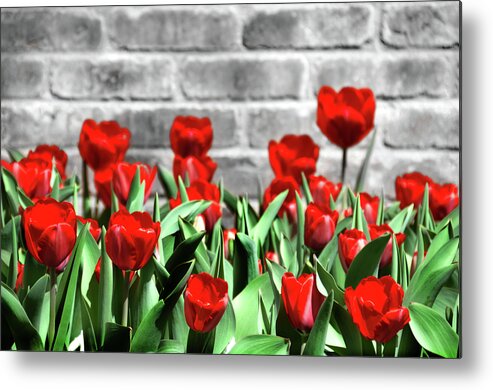 Spring Metal Print featuring the photograph Red Spring Tulips by Angelina Tamez