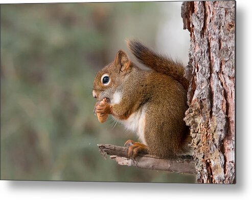 Animals Metal Print featuring the photograph Red Squirrel by Celine Pollard