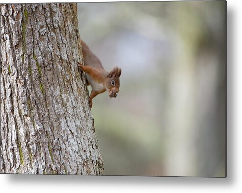 Red Metal Print featuring the photograph Red Squirrel Climbing Down A Tree by Pete Walkden
