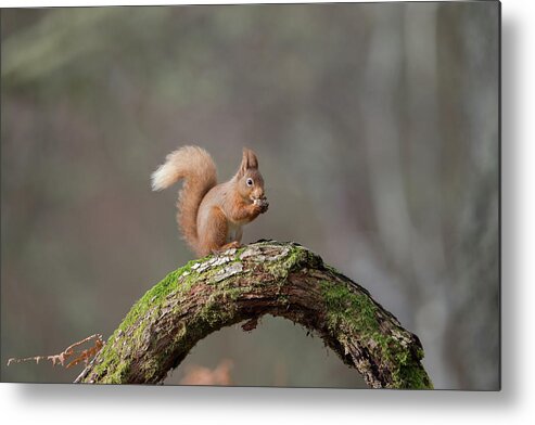 Red Metal Print featuring the photograph Red Squirrel Eating A Hazelnut by Pete Walkden