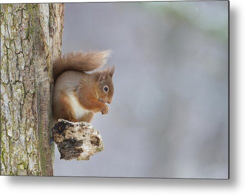 Red Metal Print featuring the photograph Red Squirrel On Tree Fungus by Pete Walkden