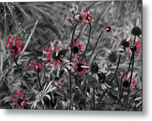 Fall Metal Print featuring the photograph Red Streaks by Deborah Crew-Johnson