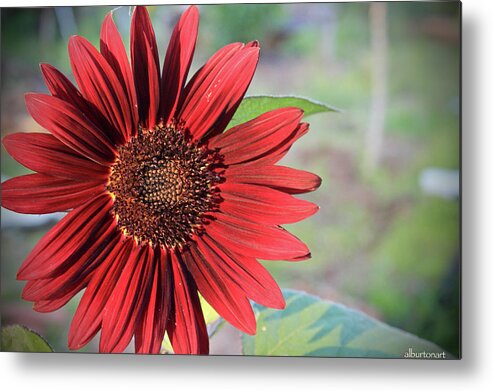 Red Metal Print featuring the photograph Red Sunflower by April Burton