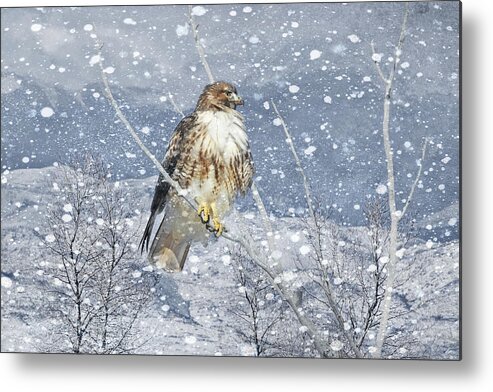 Red Tail Hawk Metal Print featuring the photograph Red Tail Hawk Winter by Jennie Marie Schell
