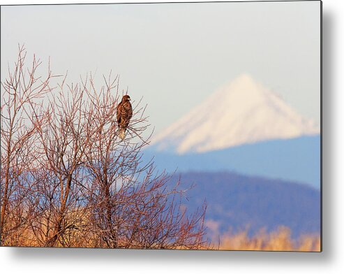 Red-tailed Hawk Metal Print featuring the photograph Red-tailed Hawk and Mount Shasta - Northern California by Ram Vasudev