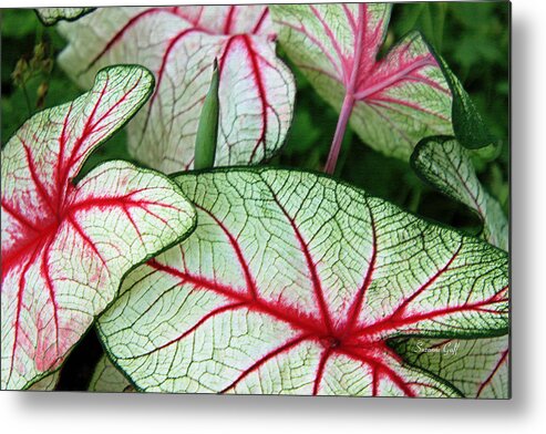 Caladium Metal Print featuring the photograph Red White and Green by Suzanne Gaff