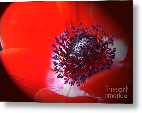 Wall Art Metal Print featuring the photograph Red Windflower by Kelly Holm