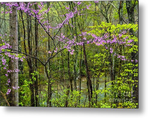 Elk River Metal Print featuring the photograph Redbud in the Rain by Thomas R Fletcher