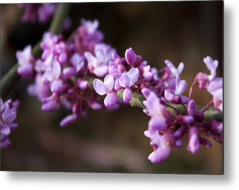 Flower Metal Print featuring the photograph Redbuds in March by Jeff Severson