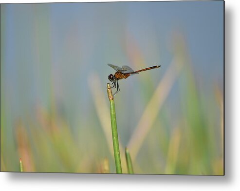 Dragonfly Metal Print featuring the photograph Reddish Dragonfly on a Grassy Blue Background by Artful Imagery