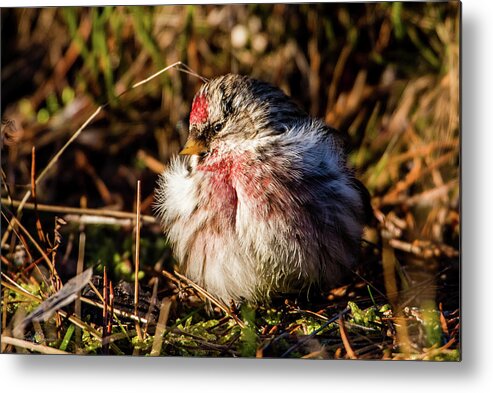 Redpoll In The Sun Metal Print featuring the photograph Redpoll in the sun by Torbjorn Swenelius