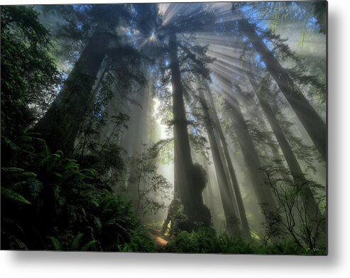 Redwood National Park Metal Print featuring the photograph Redwood God Rays by Greg Norrell