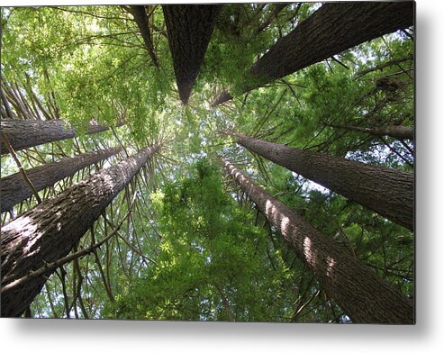 Cory Calantropio Metal Print featuring the photograph Redwood Tree Scope by Cory Calantropio
