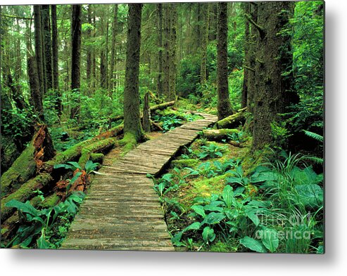 State Park Metal Print featuring the photograph Redwoods State Park by George Ranalli