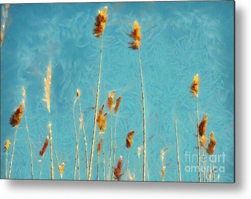 Painting Metal Print featuring the painting Reeds on blue sky by Dimitar Hristov
