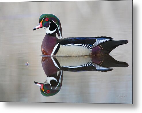 Nature Metal Print featuring the photograph Reflecting by Gerry Sibell