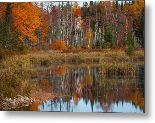 #jefffolger Metal Print featuring the photograph Reflection of birch at Pondicherry by Jeff Folger