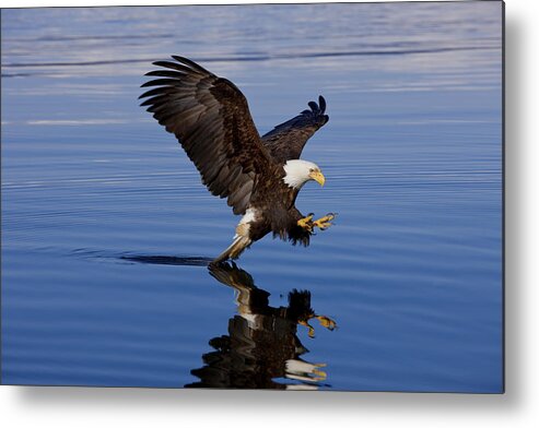 Afternoon Metal Print featuring the photograph Reflections of Eagle by John Hyde - Printscapes