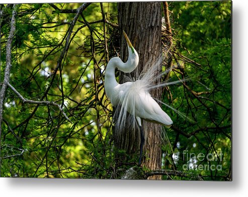 Egret Metal Print featuring the photograph Regal Egret by David Smith