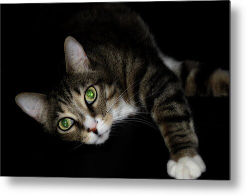 Cat Metal Print featuring the photograph Relaxation by Mike Eingle