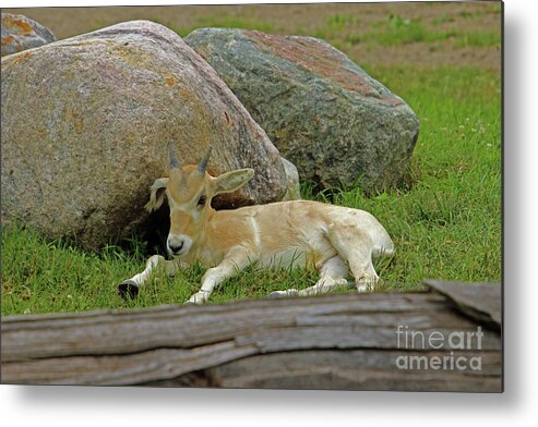 Addax Metal Print featuring the photograph Relaxing by Nicole Engelhardt
