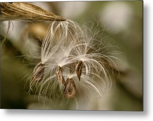 Pod Metal Print featuring the photograph Released by Cathy Kovarik