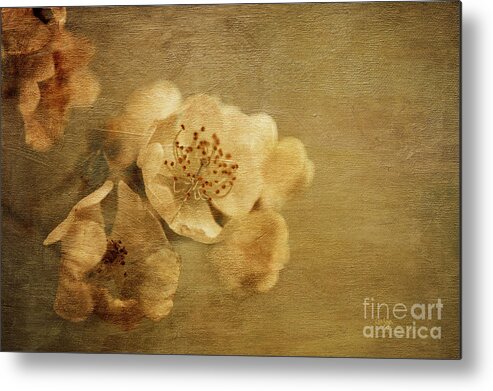 Rose Metal Print featuring the photograph Remembrance by Lois Bryan