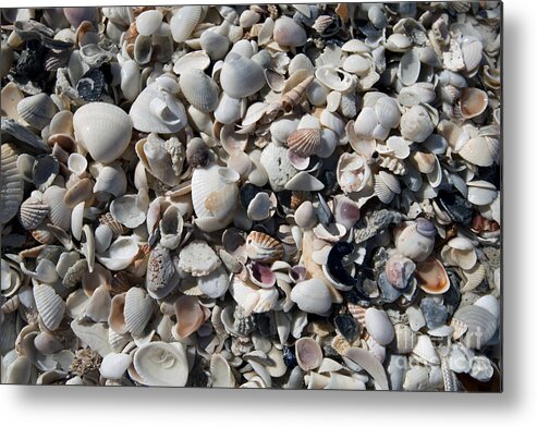 Sea Shells Metal Print featuring the photograph Remnants by Terri Winkler