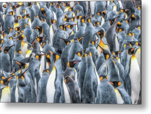 Birds Metal Print featuring the photograph Republicans discussing climate change. by Usha Peddamatham
