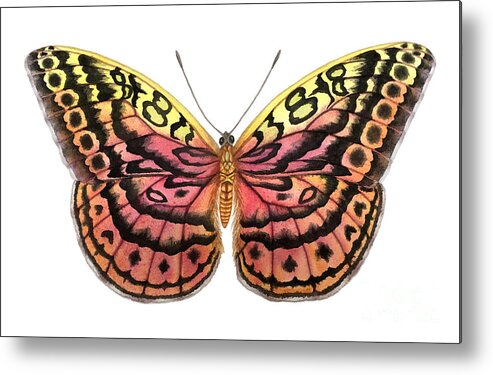 Butterfly Metal Print featuring the painting Resplendent Forester Butterfly by Lucy Arnold