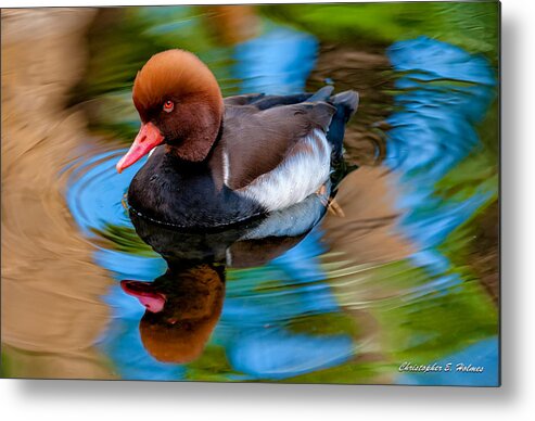 Bird Metal Print featuring the photograph Resting In Pool Of Colors by Christopher Holmes