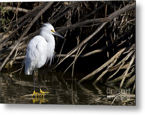 Snowy Egret Metal Print featuring the photograph Resting Snowy by Bryan Keil