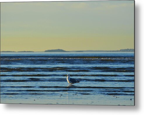 Revere Metal Print featuring the photograph Revere Beach Seagull Revere MA by Toby McGuire