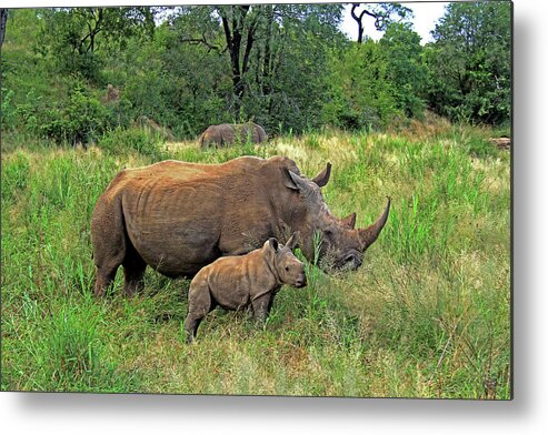Rhinoceros Metal Print featuring the photograph Rhinoceros by Richard Krebs