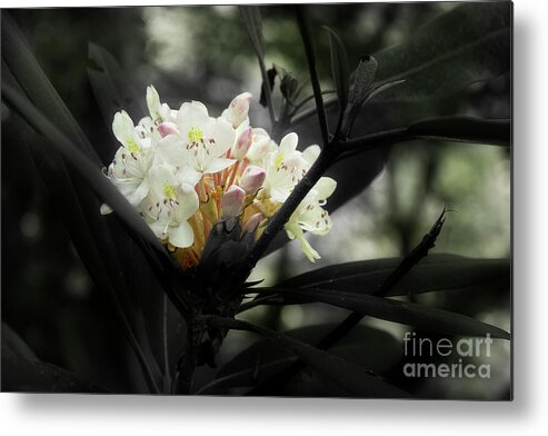 Blooming Rhododendron Metal Print featuring the photograph Rhododendron Blooms by Mike Eingle
