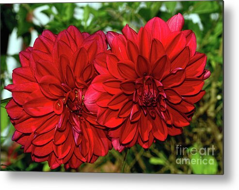 Rich Red Dahlias Metal Print featuring the photograph Rich Red Dahlias by Kaye Menner by Kaye Menner