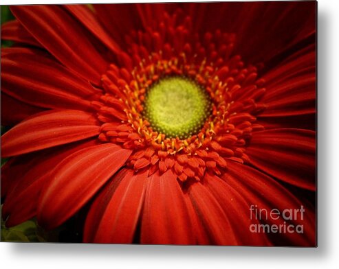 Flower Metal Print featuring the photograph Rich Reds by Deena Withycombe